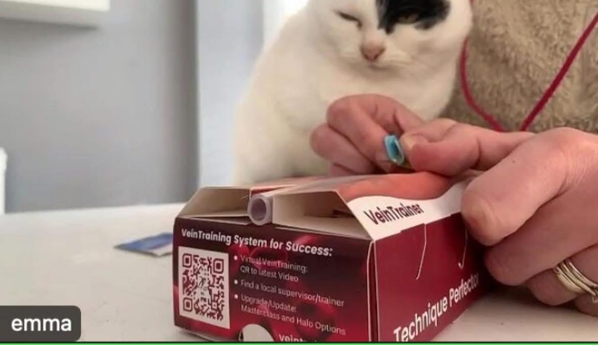 Person opening a 'Vet Tech' product box with a cat looking on.  VeinTrain flat-pack vein simulator for phlebotomy and cannulation training
